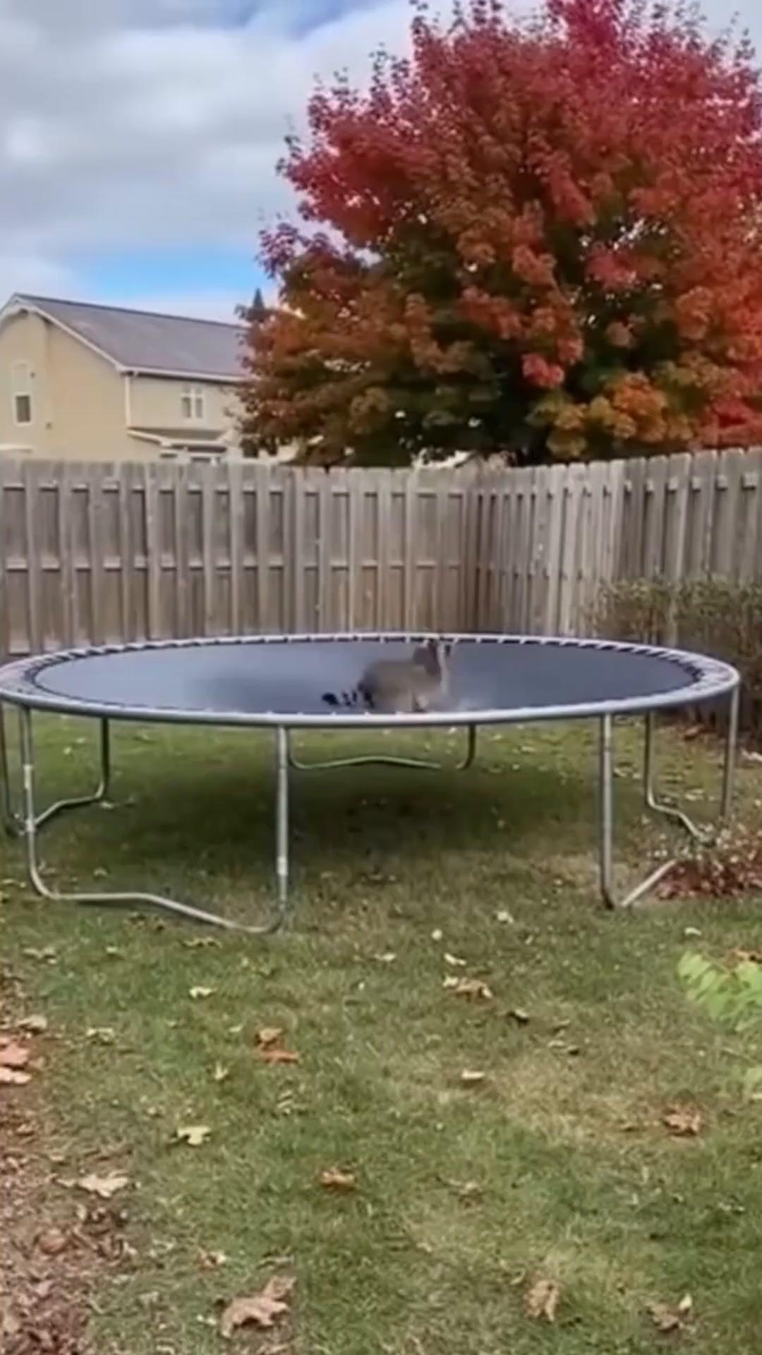 Sora 2 Security Cam AI Video